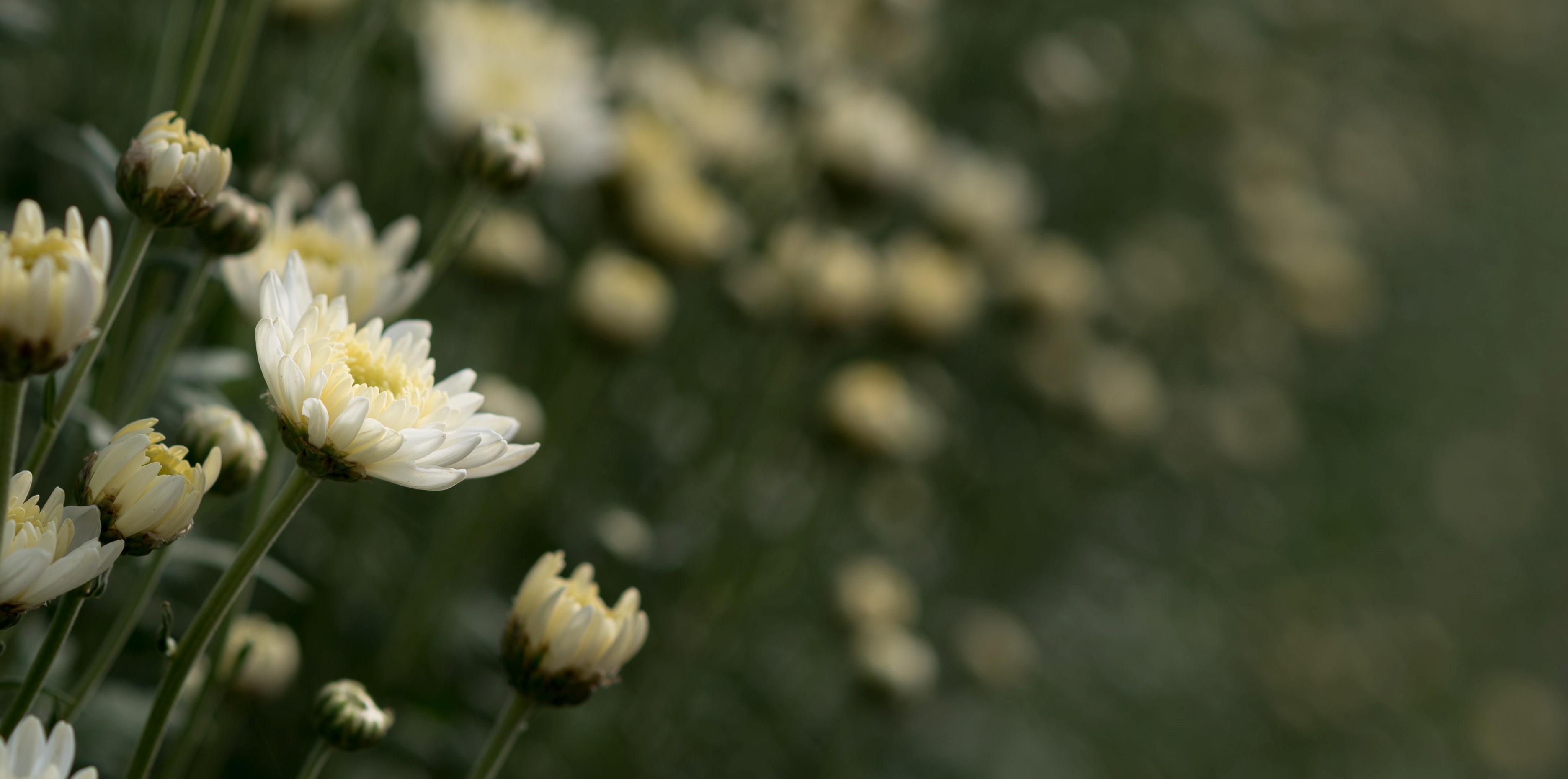 Hvite blomster. Illustrasjon.